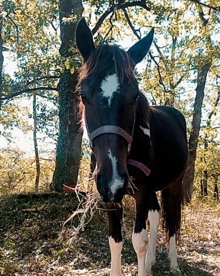 Baïkal, poulain de 2 ans choisi pour son tempérament idéal en médiation équine