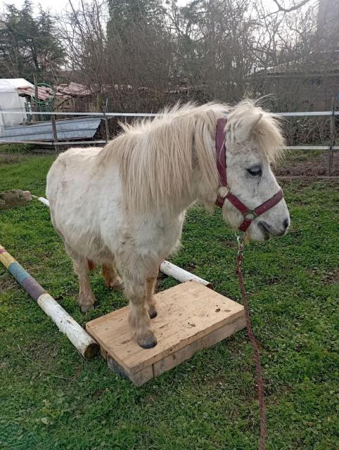 Neige, ponette shetland patiente et attachante, membre de l’équipe Équibamba