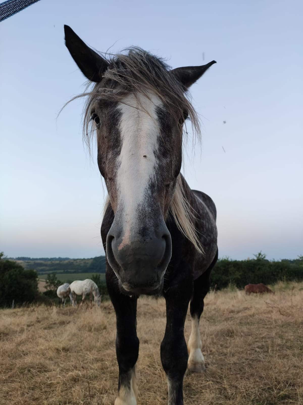 Jeff, cheval de 4 ans à la fois drôle et doux, en médiation équine