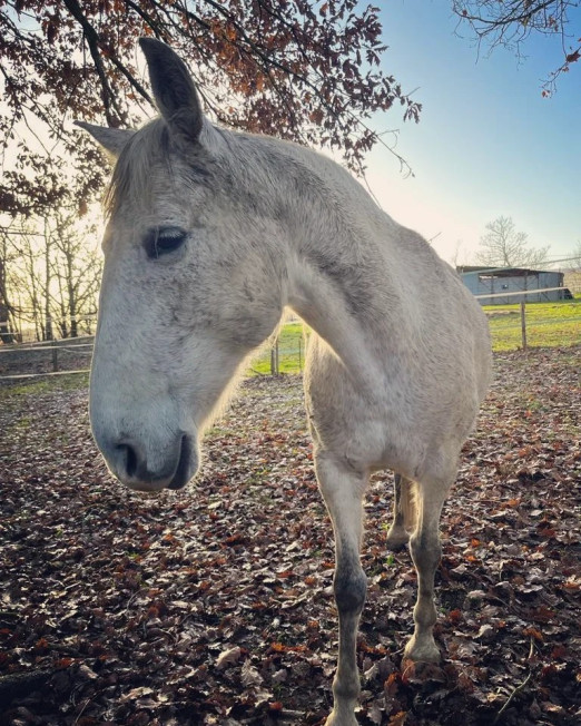 Uhshirobamba, cheval sauvé et pilier de l’équipe de médiation équine Équibamba